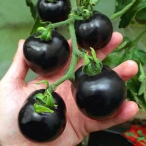 Tomat Hitam (Black Tomato)
