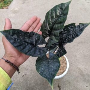 Alocasia Antoro Velvet