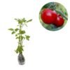 Tomat Buah - Gambar 3