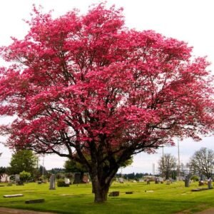 Sakura Merah 1 Meter