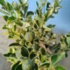 Jeruk Kasturi VARIEGATA (Berbuah) - Gambar 2