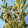 Jeruk Kasturi VARIEGATA (Berbuah) - Gambar 3