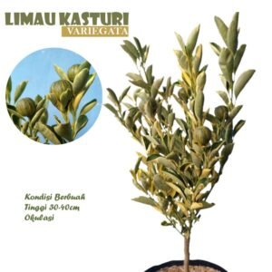 Jeruk Kasturi VARIEGATA (Berbuah)