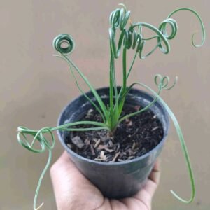 Albuca Spiralis