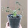 Albuca Spiralis - Gambar 2