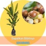 Kacang Macadamia