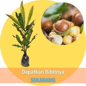 Kacang Macadamia