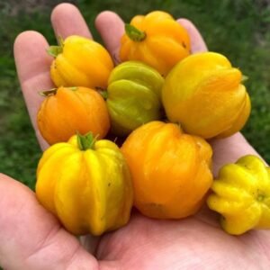 Star Cherry Pitangatuba