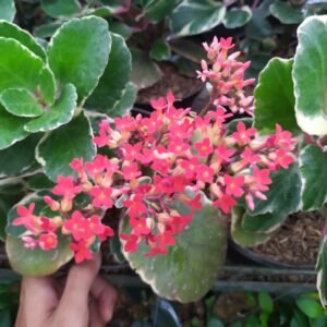 Kalanchoe Merah Variegata