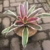 Bromelia Rafael - Gambar 2
