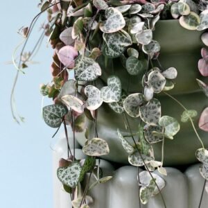 String of Hearts Variegata