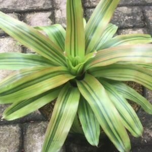 Bromelia King Yellow