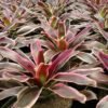 Bromelia Rafael - Gambar 3