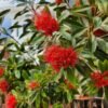 Xanthostemon Merah - Gambar 3