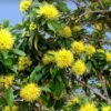 Xanthostemon Kuning - Gambar 3