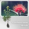 Paket Tanaman Xanthostemon (Merah & Kuning) - Gambar 2