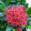 Xanthostemon Merah - Gambar 2