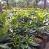 Paket Tanaman Xanthostemon (Merah & Kuning) - Gambar 5