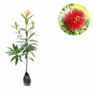 Xanthostemon Merah