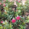 Paket Tanaman Xanthostemon (Merah & Kuning) - Gambar 4