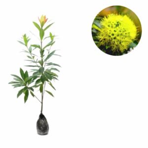 Xanthostemon Kuning