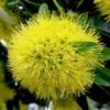 Xanthostemon Kuning - Gambar 2