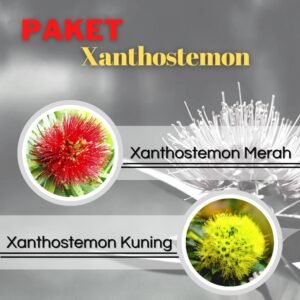 Paket Tanaman Xanthostemon (Merah & Kuning)