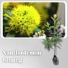 Paket Tanaman Xanthostemon (Merah & Kuning) - Gambar 3