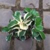 Kalanchoe Merah Variegata - Gambar 2