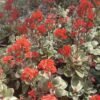 Kalanchoe Merah Variegata - Gambar 4