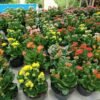 Kalanchoe Pink - Gambar 3