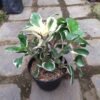 Kalanchoe Merah Variegata - Gambar 3