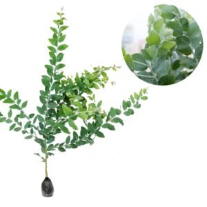 Acacia Podalyriifolia