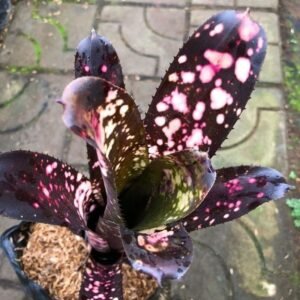 Bromelia Billbergia Burgundy
