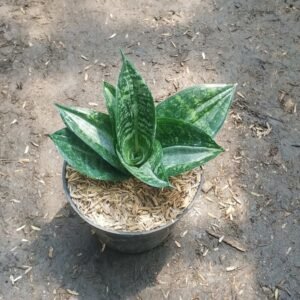 Sansevieria Hanisticer