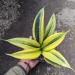 Sansevieria Gold Flame