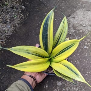 Sansevieria Gold Flame