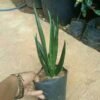 Sansevieria Nelsonii - Gambar 2