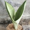 Sansevieria Moonshine - Gambar 2