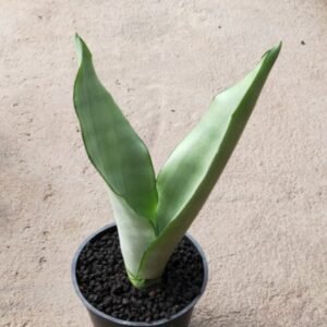 Sansevieria Moonshine