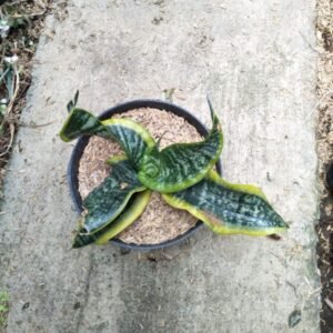 Sansevieria Spiral