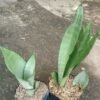 Sansevieria Moonshine - Gambar 3