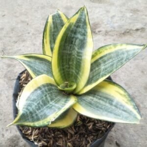 Sansevieria Golden mini
