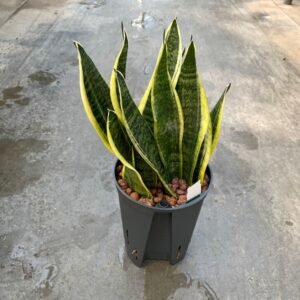 Sansevieria Superba