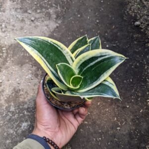 Sansevieria Pagoda