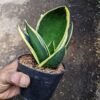 Sansevieria Pagoda - Gambar 2