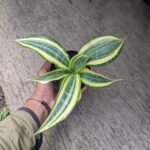 Sansevieria Golden Banner