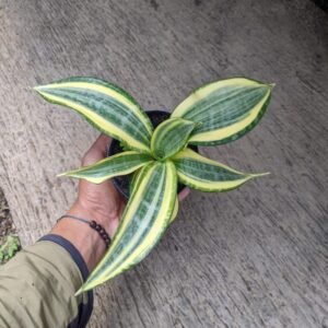 Sansevieria Golden Banner