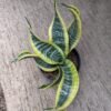 Sansevieria Twister - Gambar 3