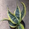 Sansevieria Twister - Gambar 2